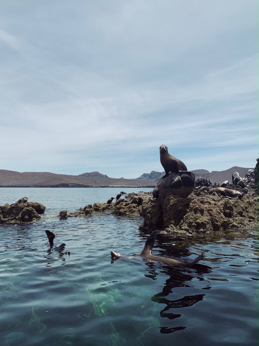 Snorkel